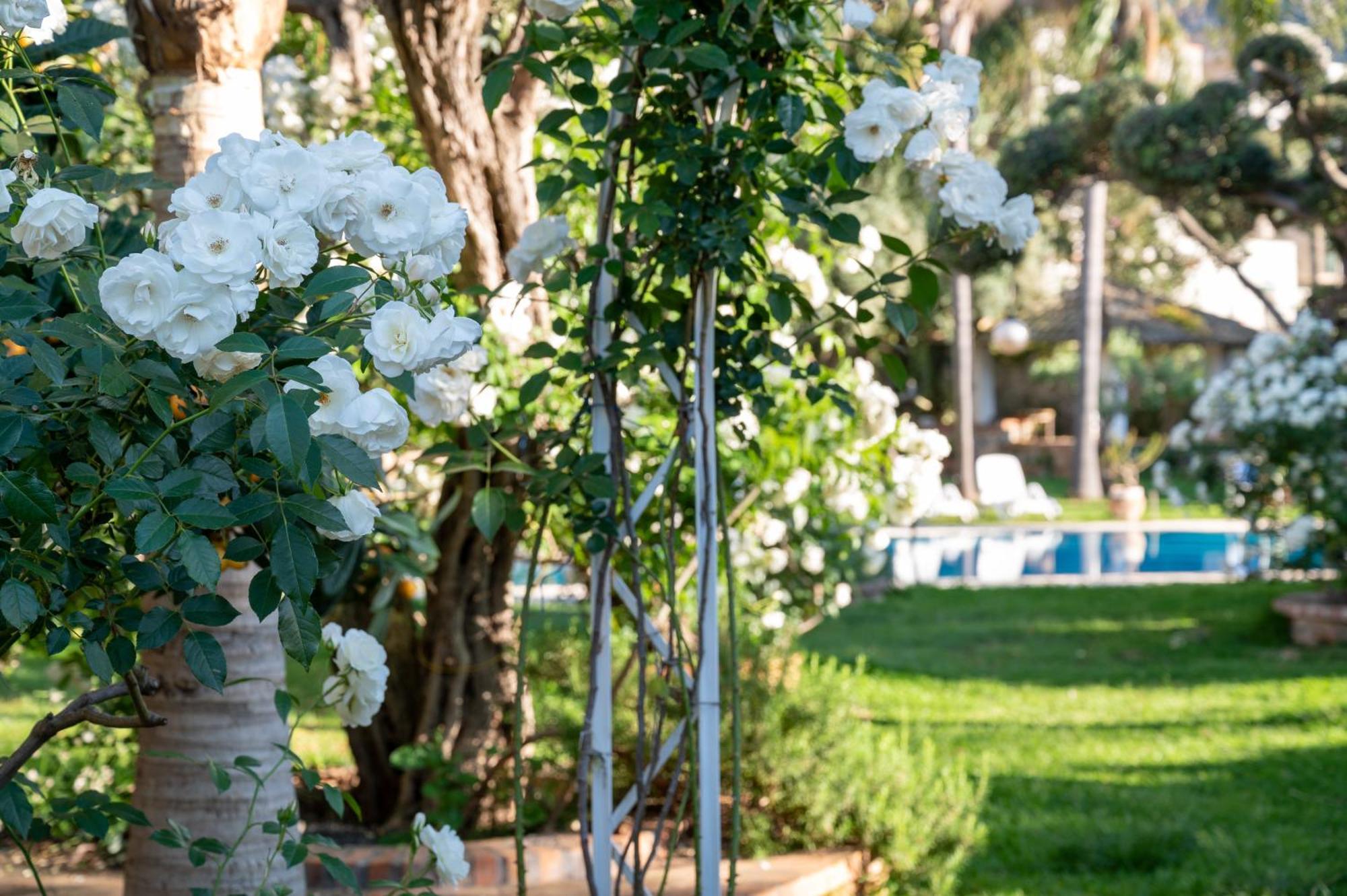Villa Megna - Green Paradise B&B パレルモ エクステリア 写真